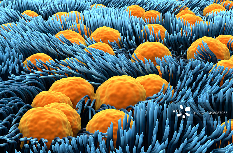 气管内壁结构示意图图片素材