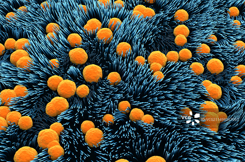 气管内壁结构示意图图片素材