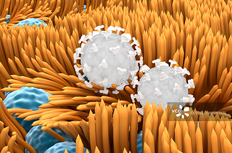 气管内壁上的冠状病毒示意图图片素材
