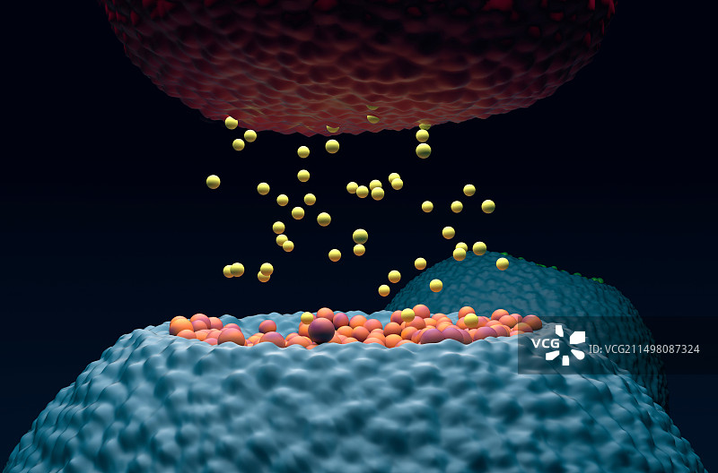 神经突触示意图图片素材