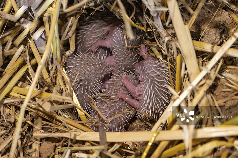 南方白胸刺猬幼崽图片素材