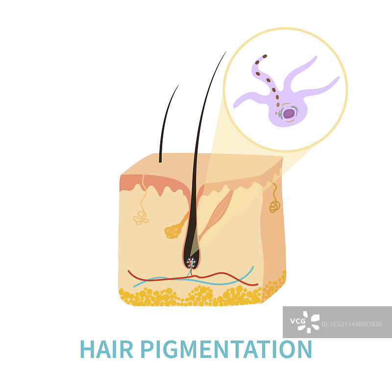 头发色素沉着，概念插图图片素材