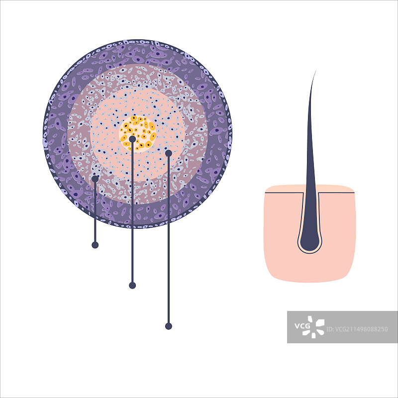 人类头发概念图图片素材