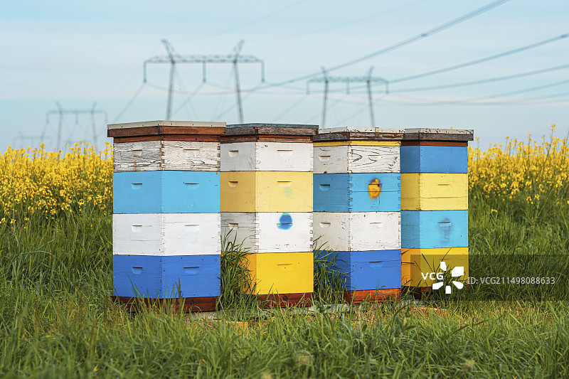 油菜籽田里的蜂箱图片素材