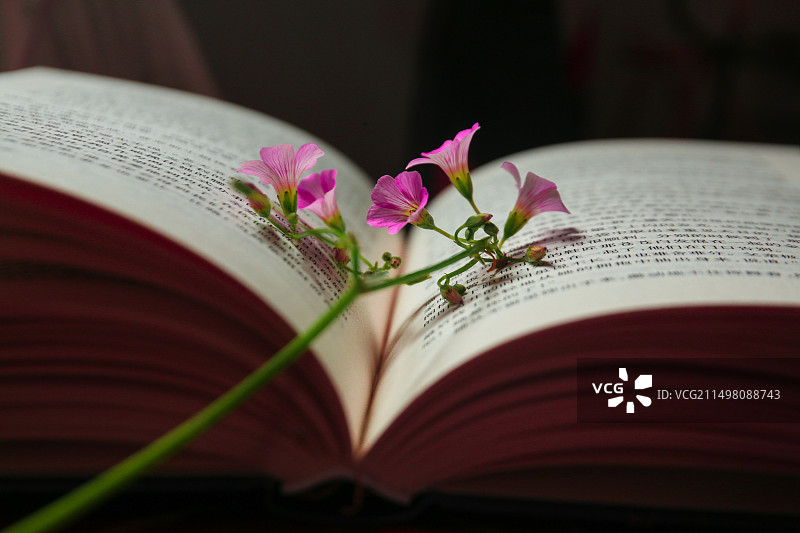 书籍和鲜花图片素材