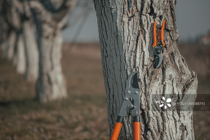 修枝剪和伸缩棘轮旁路剪图片素材