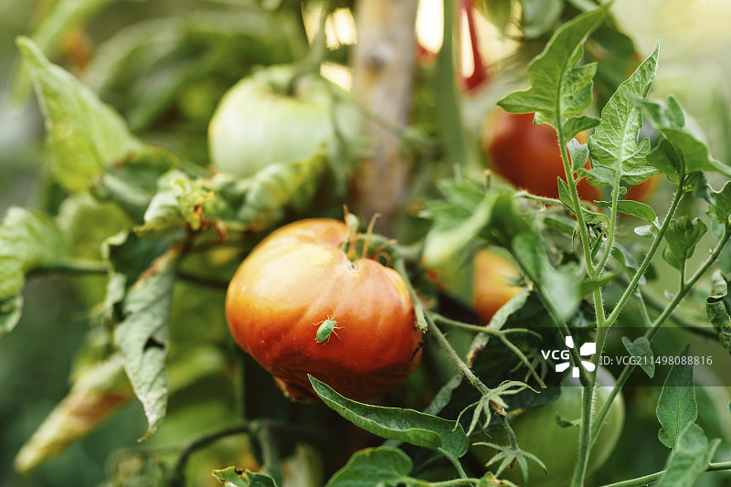 番茄果实上的绿色椿象图片素材