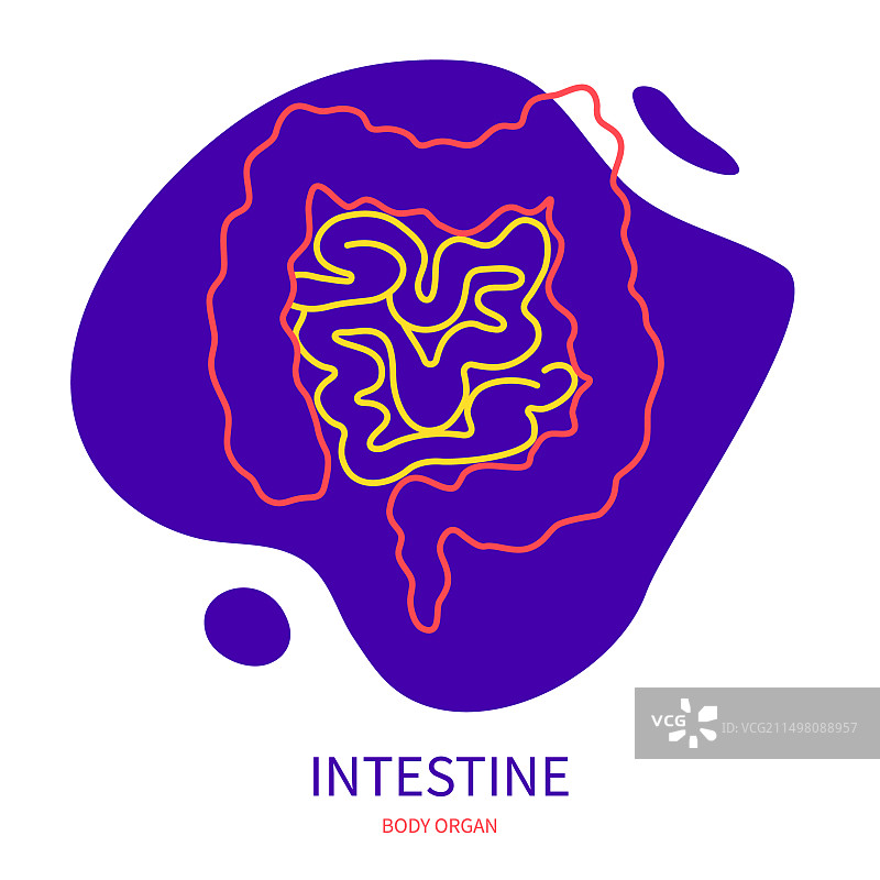 肠道概念图图片素材