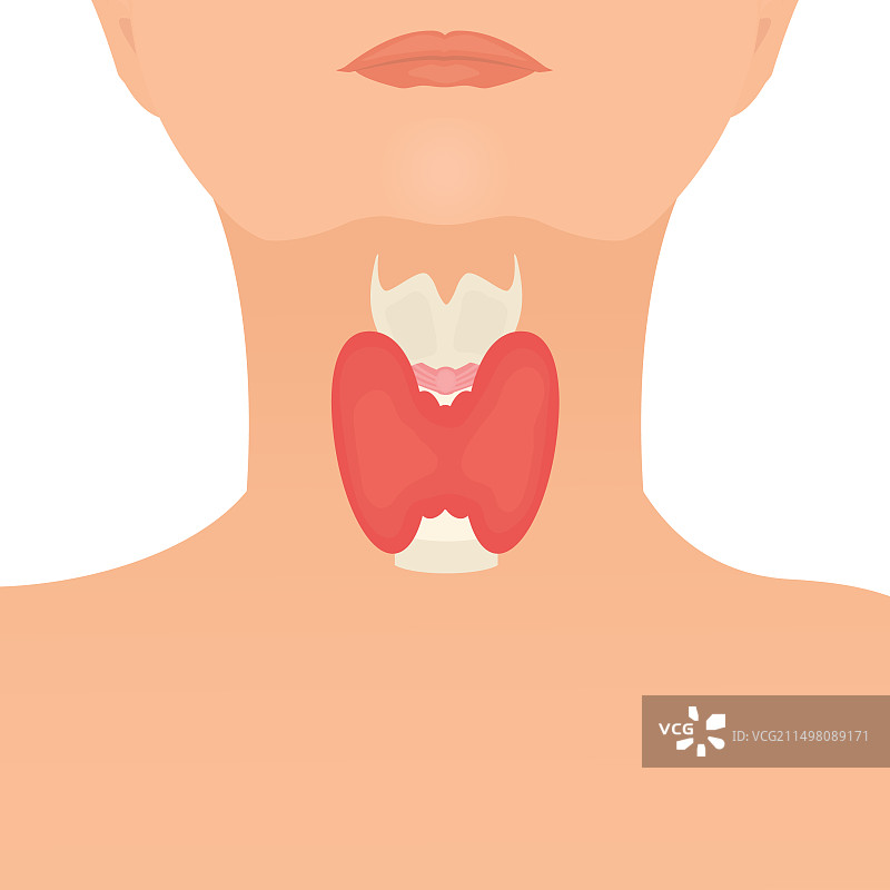 甲状腺健康概念图图片素材