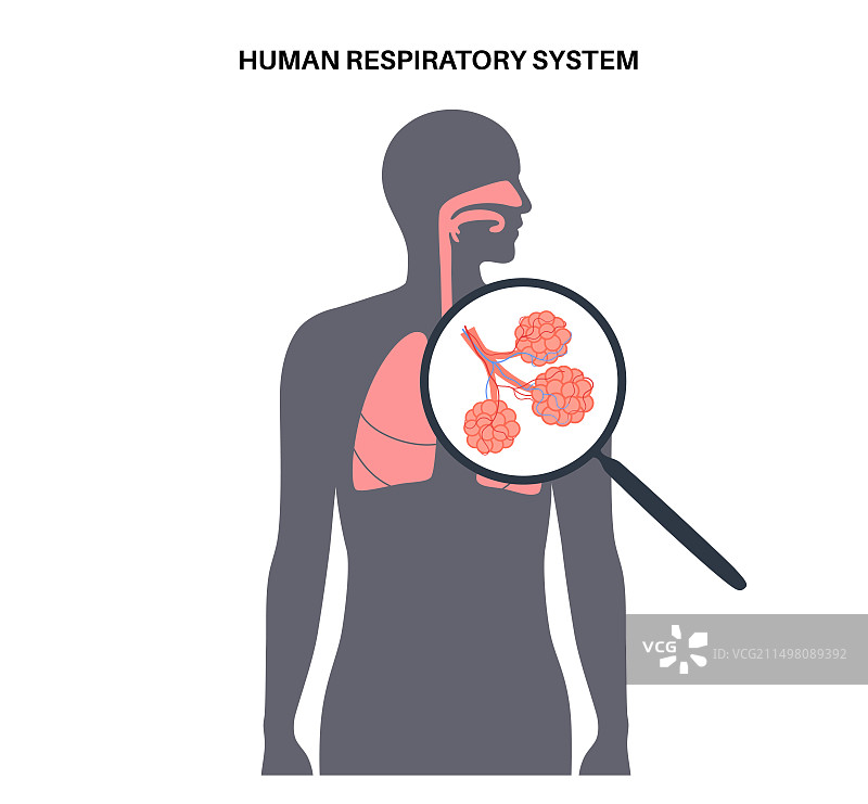 肺部疾病插画图片素材
