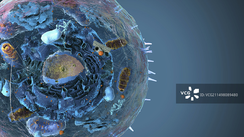 细胞器插图图片素材