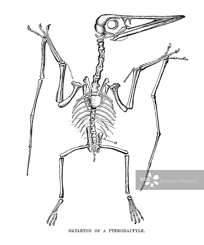 翼手龙骨骼插画图片素材