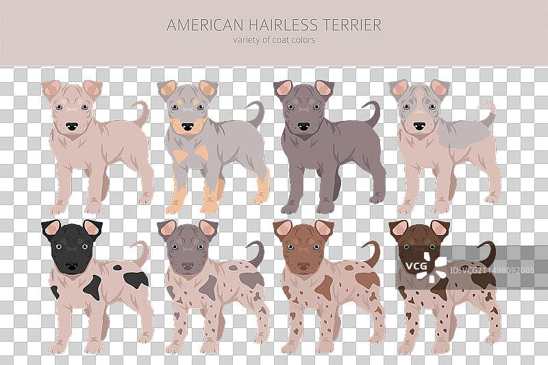 各种颜色的美国无毛梗犬幼犬图片素材