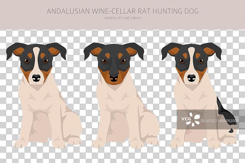 安达卢西亚酒窖捕鼠犬幼犬图片素材