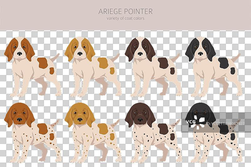 阿列日指示犬3图片素材