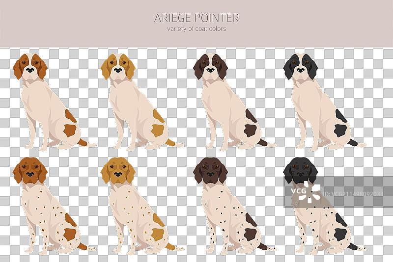 阿列日指示犬3图片素材