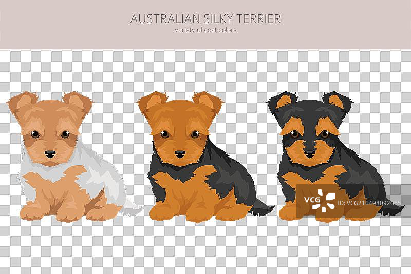 各种颜色的澳大利亚丝毛梗剪贴画图片素材