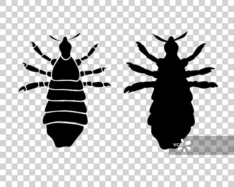 白色背景上的虱子轮廓图片素材