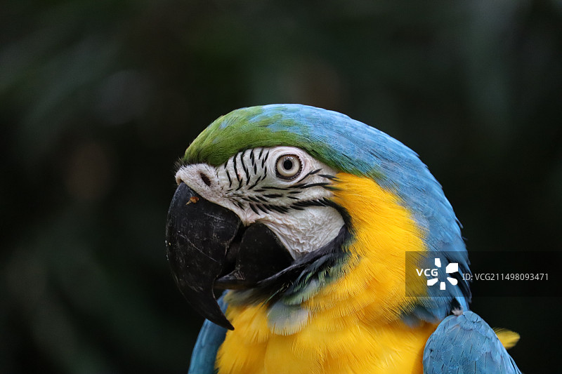 长隆动物世界图片素材