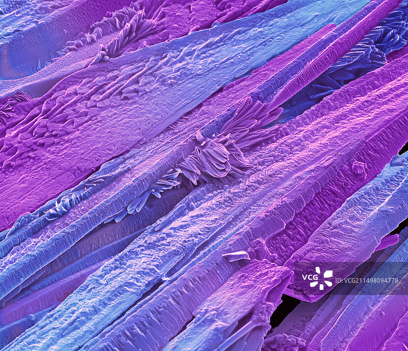 抗生素晶体，扫描电子显微镜图片素材