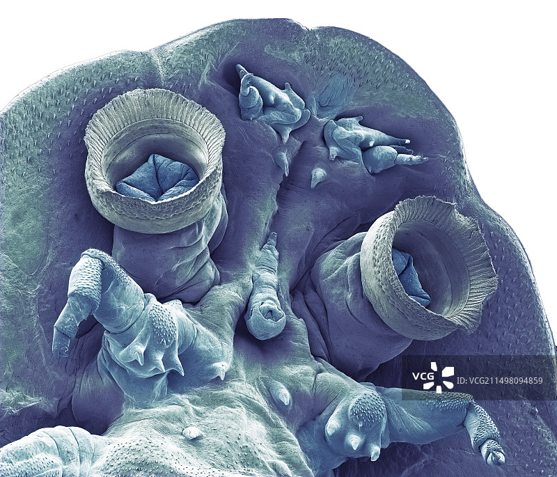 鱼虱（扫描电镜照片）图片素材