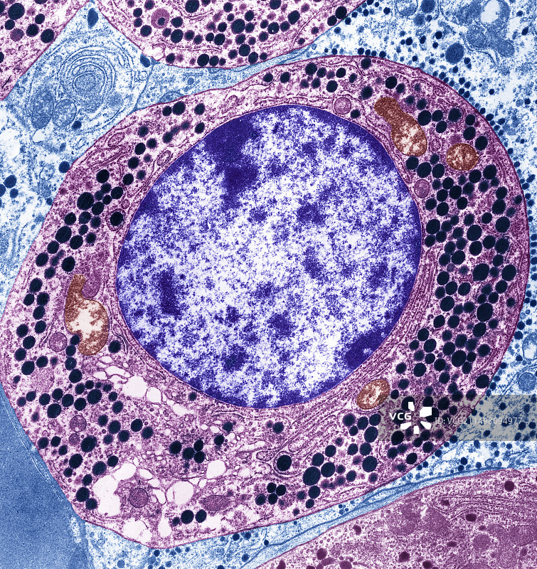 生长激素细胞，TEM图片素材