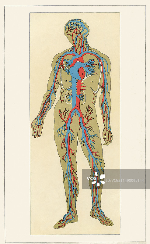 血管分布图片素材