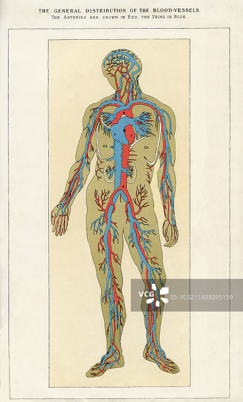 血管分布图片素材