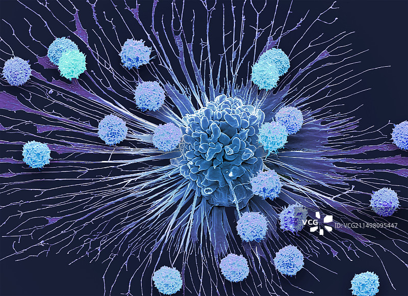 CAR-T细胞疗法扫描电镜图图片素材