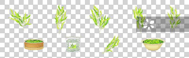 羊栖菜海藻植物组合图片素材