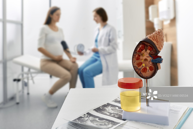 孕期肾脏健康概念图图片素材