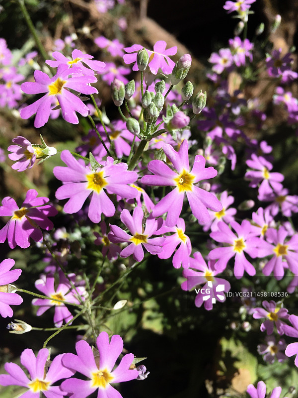 报春花图片素材