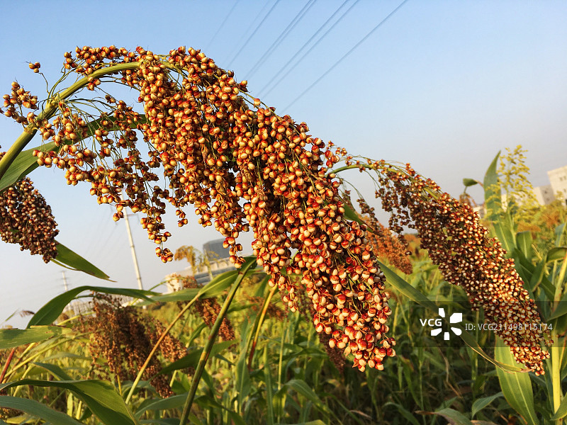 高粱图片素材
