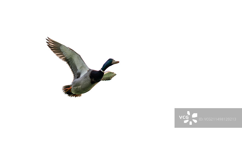飞翔吧，绿头鸭图片素材