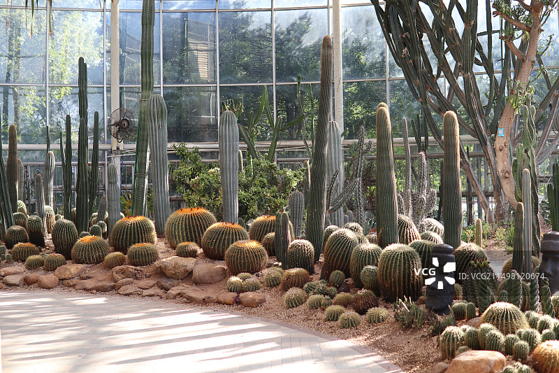 仙人掌仙人球图片素材