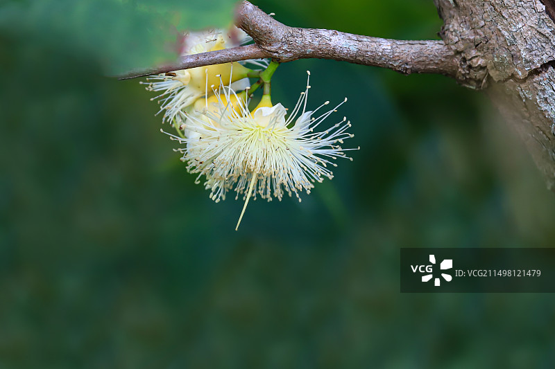 番荔枝图片素材