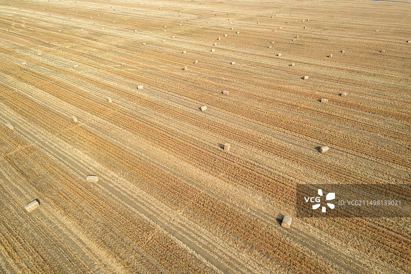 小麦秸秆饲料图片素材
