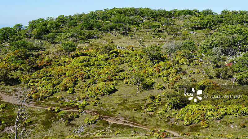 日本三重县铃鹿山脉藤原岳登山风光 初夏新绿图片素材