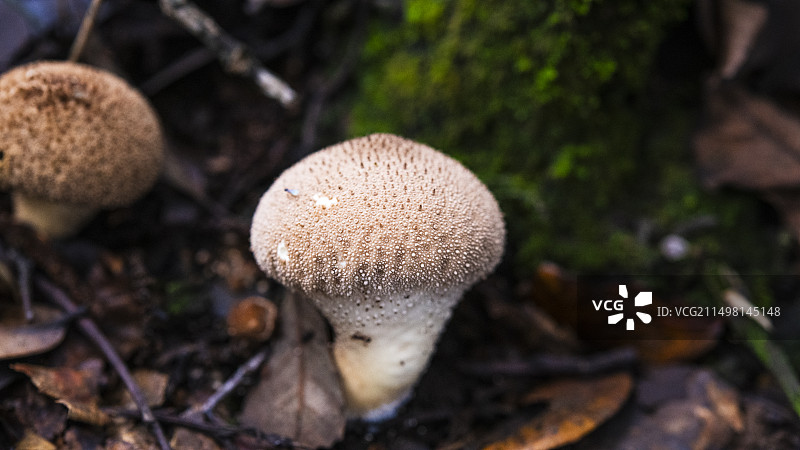 云南野生菌图片素材