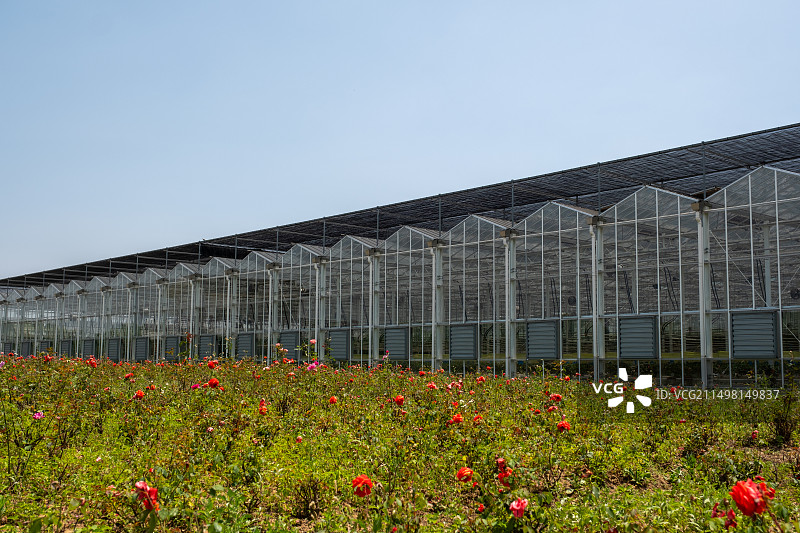 国家大宗蔬菜产业技术体系苏州综合试验示范基地倪汇生态农业一角图片素材