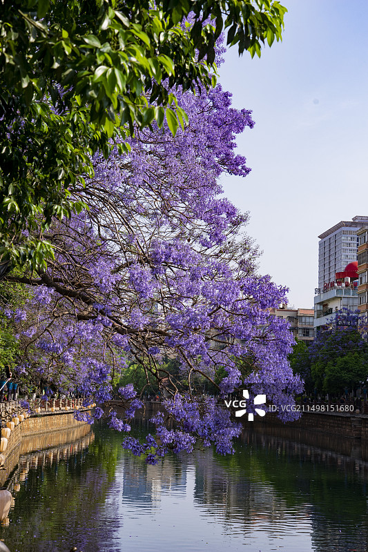昆明盘龙江边的蓝花楹图片素材