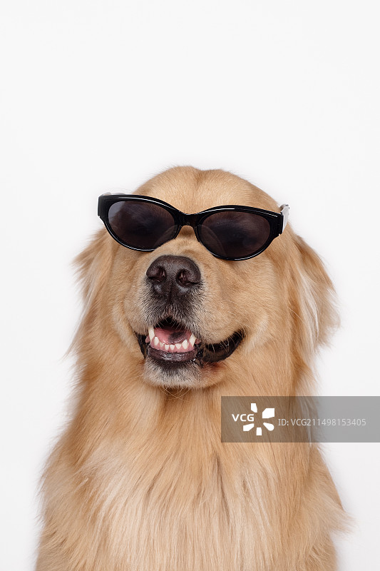 不同姿势的金毛图片素材