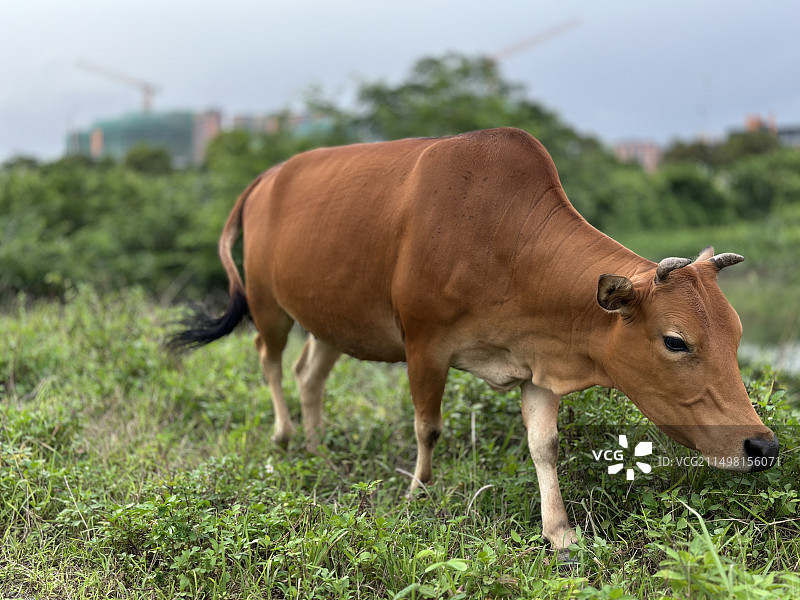 黄牛图片素材