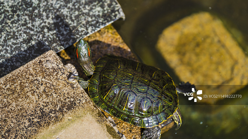 多个标动物题图片素材
