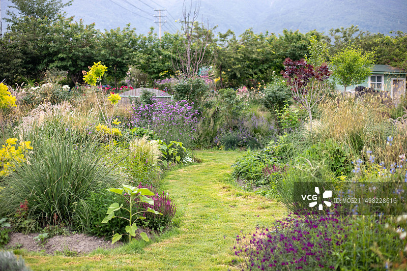 云南大理猫咪花园图片素材