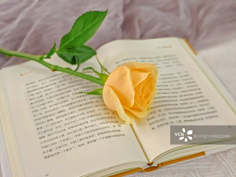 书上的玫瑰特写镜头图片素材