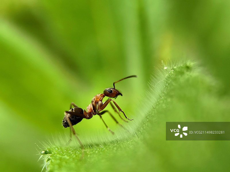 蚂蚁图片素材