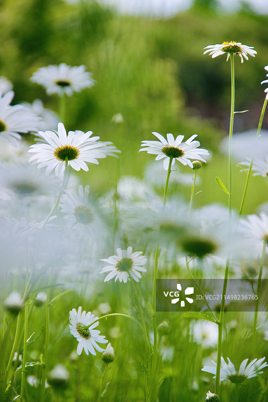 大滨菊图片素材