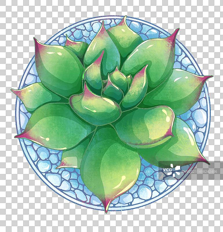 盆栽多肉图片素材