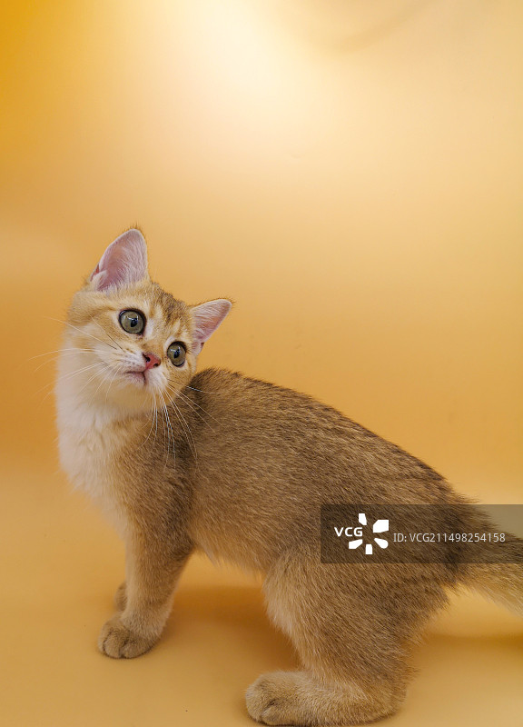 家有宠猫 金渐层图片素材